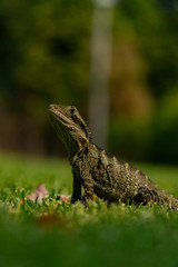 Eastern Water Dragon Lizard Closeup on grass (Intellagama lesueurii)