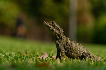 Eastern Water Dragon Lizard Closeup on grass (Intellagama lesueurii)