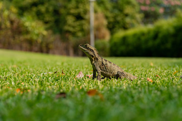 Eastern Water Dragon Lizard Closeup on grass (Intellagama lesueurii)