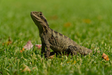 Eastern Water Dragon Lizard Closeup on grass (Intellagama lesueurii)