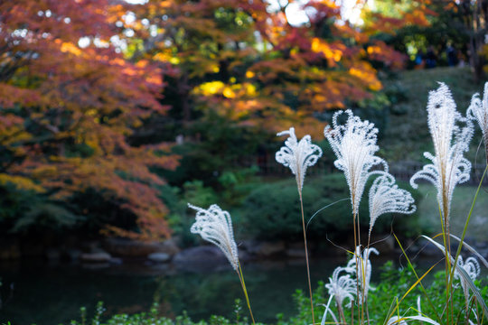 紅葉した庭園の中で揺れるススキ