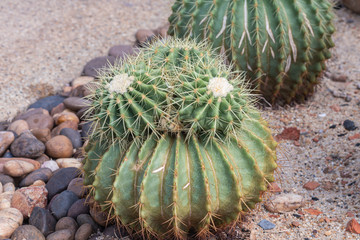 Selective focus close up Golden barrel cactus or Golden ball cactus.(Echinocactus grusonii)