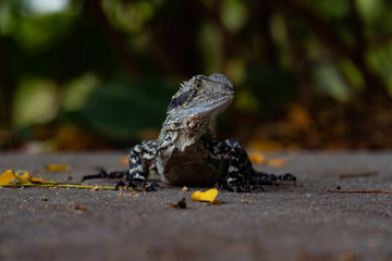 Obraz premium Eastern Water Dragon Lizard closeup on floor (intellagama lesueurii)