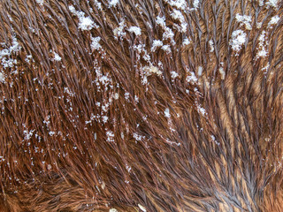 Horses hair  snow-covered by wet snowflakes, mountain pasture