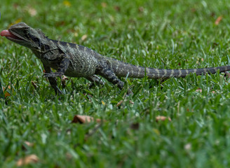 Eating/Attacking Australian Water Dragon Lizard closeup (Lesueurii intellagama)
