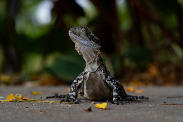 Eastern Water Dragon Lizard closeup on floor (intellagama lesueurii)