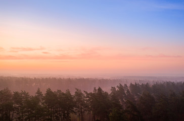 Pink dawn pine over forest drone view