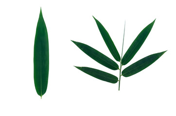 Bamboo leaves on a white background