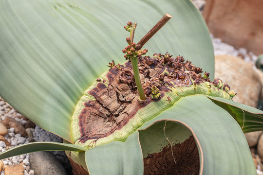 Close up Welwitschia mirabilis plant.(Welwitschia mirabilis Hook.f.)