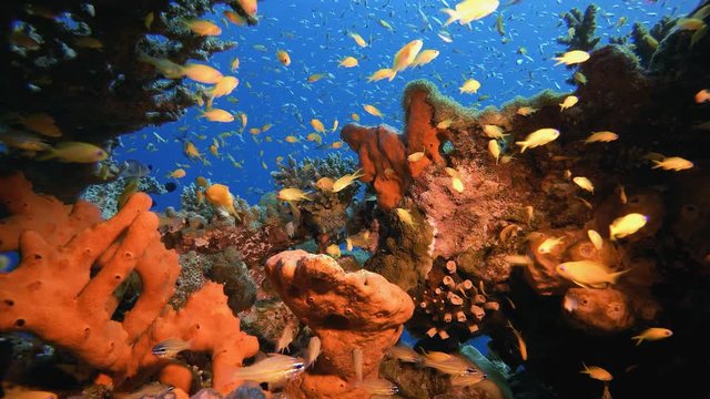 Underwater Colourful Tropical Fishes. Tropical underwater sea fishes. Underwater fish reef marine. Tropical colourful underwater seascape. Soft hard coral broccoli. Reef coral scene. Coral garden seas