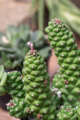 Close up Euphorbia ritchiei Monadendum  succulent in a pot.