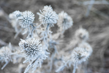 frosty frost with ice crystals on the flowers on a winter morning. close-up, space for text.