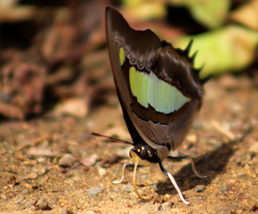 Multicolor butterfly