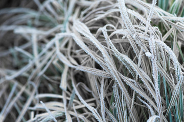 frost frost with ice crystals on the leaves oblong winter morning. close-up, space for text.