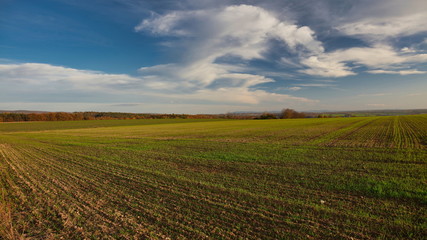 Fototapeta na wymiar Green field on sunny autumn day