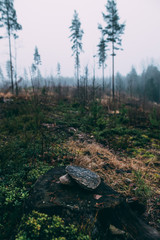 forest during a foggy winter morning. The fog is giving the forest a mystical atmosphere.