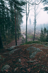 Obraz premium forest during a foggy winter morning. The fog is giving the forest a mystical atmosphere.
