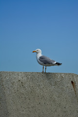 mouette