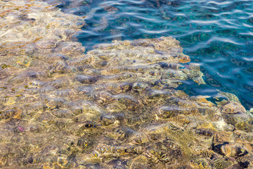 Coral under clear water. Abstract marine background. Blurry