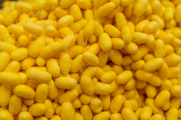 Silkworm yellow background