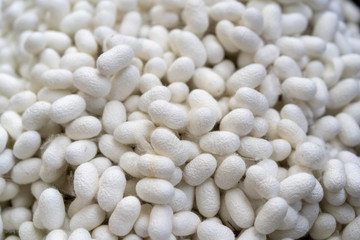Silkworm white background