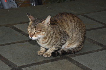 Cat sleeps on main door of house