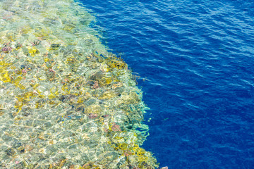 Coral reef. Clean sea. Sea vacation concept. Marine background