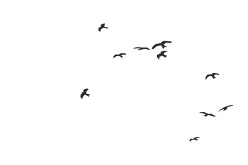 Silhouette of a flock of flying birds