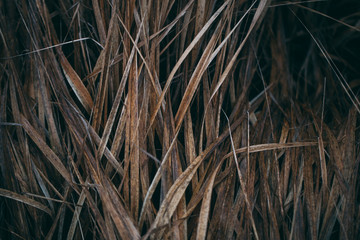 Dry grass. Hay close up. Background, texture.