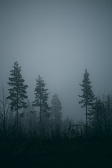 forest during a foggy winter morning. The fog is giving the forest a mystical atmosphere.