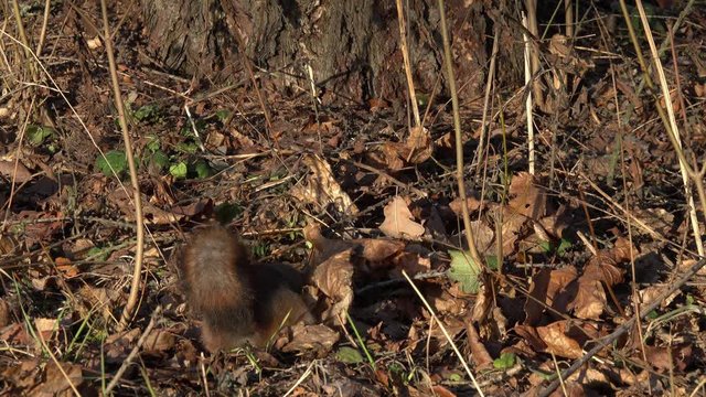 Red Squirrel or Eurasian Red Squirrel (Sciurus vulgaris). Squirrel searches and finds a nut on the ground among a dry fallen leaves in a city park