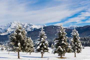 The plateau of Cansiglio in Italy