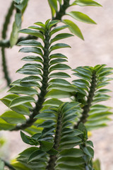 Green leaves of Euphorbia tithymaloides Nana plant.Close up of Centipede plant (Pedilanthus...
