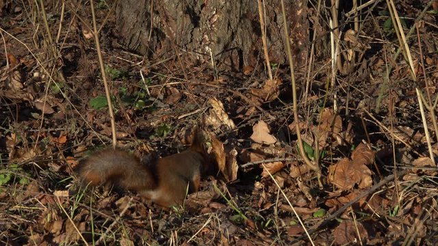 Red Squirrel or Eurasian Red Squirrel (Sciurus vulgaris). Squirrel searches and finds a nut on the ground among a dry fallen leaves in a city park