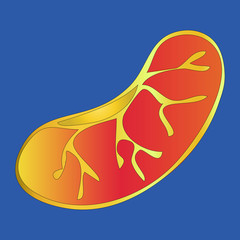 Color illustration of a mandarin slice. Vector. Citrus. Blue background. New Year. Holiday print.