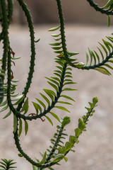 Green leaves of Euphorbia tithymaloides Nana plant.Close up of Centipede plant (Pedilanthus Tithymaloides Nana)