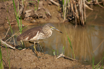 A javan pond heron bird walking and looking for food