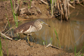 Obraz na płótnie Canvas A javan pond heron bird walking and looking for food