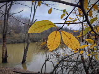 Autumn leaves beside a lake placed in a forest