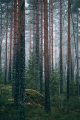 Obraz premium forest during a foggy winter morning. The fog is giving the forest a mystical atmosphere.