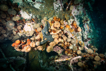 Bell Island ship wreck Newfoundland Canada