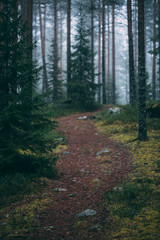 Fototapeta premium forest during a foggy winter morning. The fog is giving the forest a mystical atmosphere.