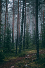forest during a foggy winter morning. The fog is giving the forest a mystical atmosphere.