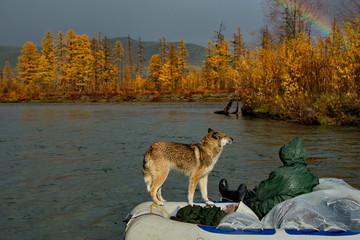 Russia. Magadan region. Fishermen and hunters in the far East go fishing only with a dog that...