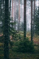 forest during a foggy winter morning. The fog is giving the forest a mystical atmosphere.