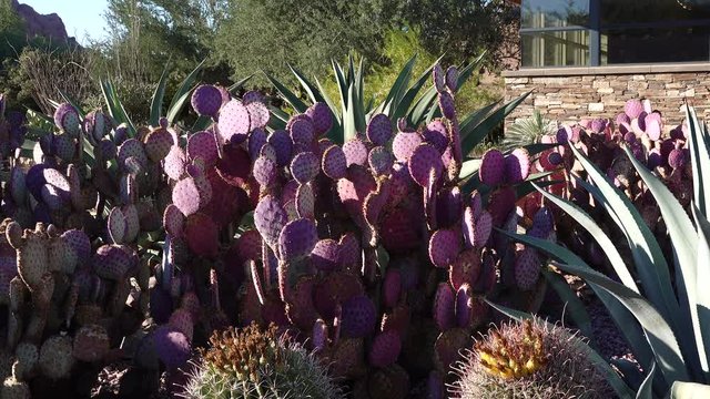 Different types of prickly pear cacti, Agava and Ferocactus in a botanical garden in Phoenix, Arizona
