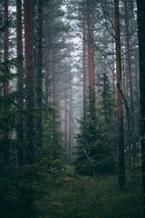forest during a foggy winter morning. The fog is giving the forest a mystical atmosphere.