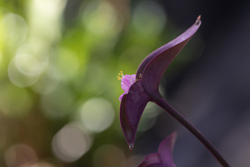 Close up Purple Heart plant in the garden.(Tradescantia pallida)Also known as Purple Secretia,Purple Queen.