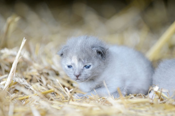 cute newborn kitten lying in the straw on the hay loft