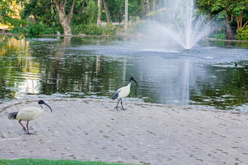 Two Black and white ibis bird near to lake